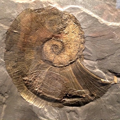 Fossile Schnecke